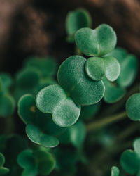 Close-up of fresh green plant