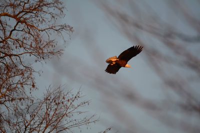 Low angle view of eagle flying against bare tree