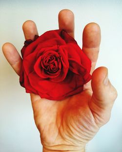 Close-up of hand holding red rose