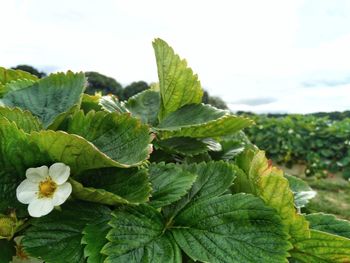 Close-up of green leaves on plant against sky