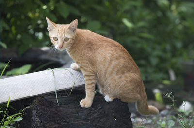 Portrait of a cat sitting on a tree