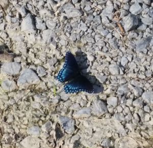 Close-up of butterfly on flower