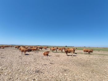 Flock of sheep on a field