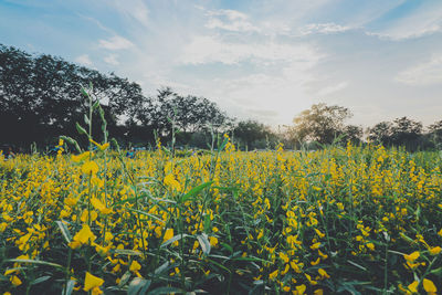 Yellow flowers growing on field against sky