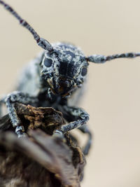 Close-up of insect