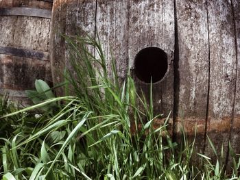 Plants growing on grass