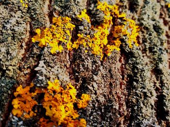 Close-up of yellow flowers on tree trunk