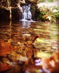 Close-up of turtle swimming in water