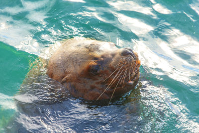 Steller sea lion in the water of avacha bay in kamchatka