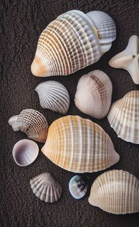 shell