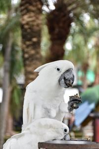 Close-up of two birds perching on tree