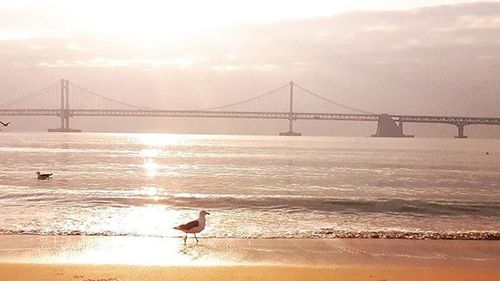 Suspension bridge at sunset