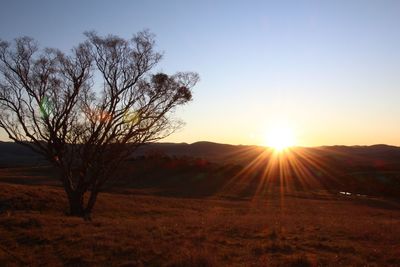 Sun shining through trees on landscape