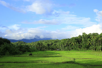 Scenic view of grassy field against sky