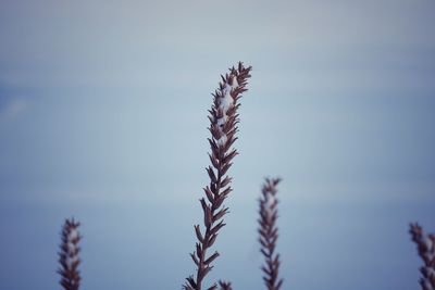 Close-up of plant against sky