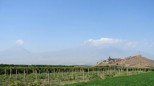 Scenic view of field against sky