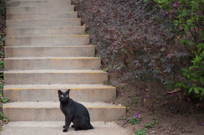 Cat sitting on staircase