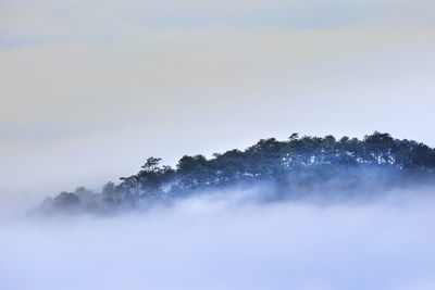 Trees against sky during foggy weather