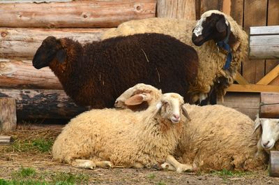 Portrait of sheep lying on hay