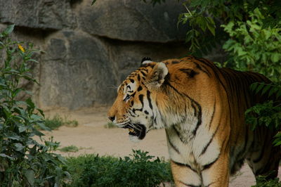 Tiger close-up in a zoo