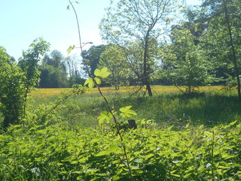 plant