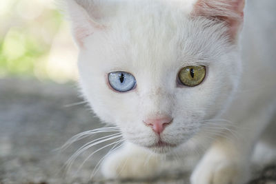 Close-up portrait of a cat