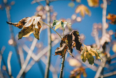 Close-up of dry leaves on plant