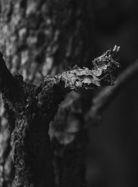 Close-up of leaves on tree trunk
