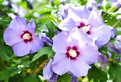 Close-up of purple flowers blooming outdoors