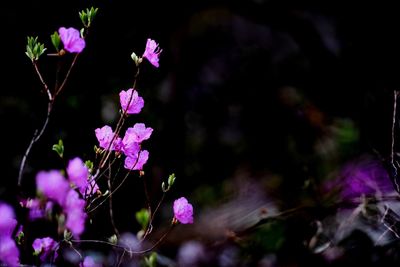 Close-up of pink flowering plant