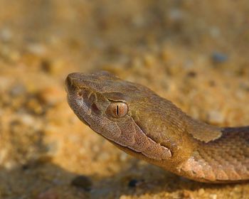 Close-up of lizard