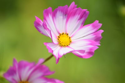 Close-up of pink flower
