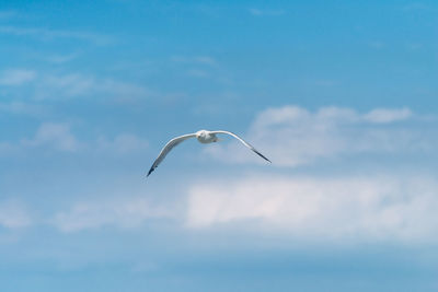 Low angle view of seagull flying in sky