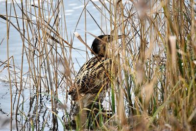 Bird perching on a field