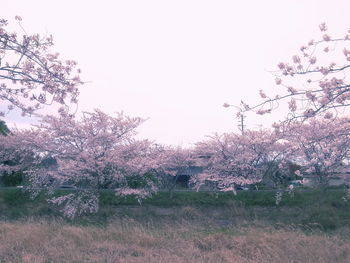 Cherry blossom trees on field against clear sky