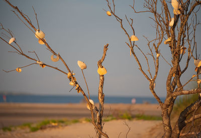 Shells on a tree for good luck.