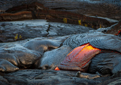 Close-up of turtle on rock