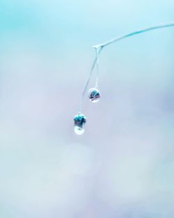 Close-up of water drop on plant