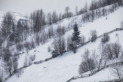 Snow covered trees on field against sky