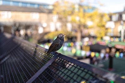 Close-up of bird perching on fence