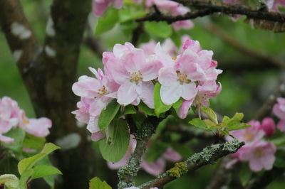 Close-up of pink flowering plant