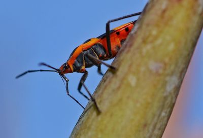 Low angle view of insect on leaf