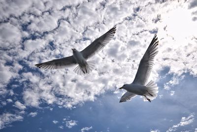 Low angle view of seagulls flying against sky