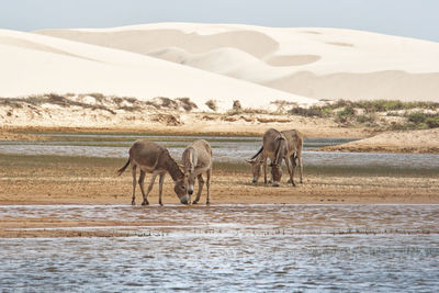 Horses in a horse