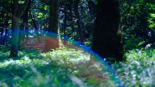 Sunlight streaming through trees in forest