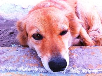 Close-up portrait of a dog