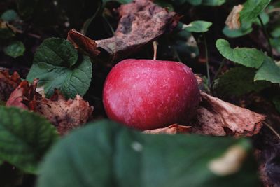 Close-up of apples on tree