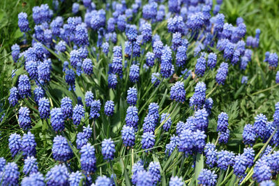 Close-up of purple flowering plants in garden