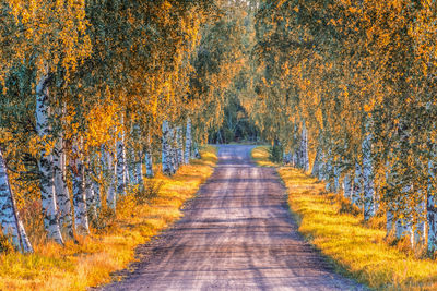 Road amidst trees in forest during autumn