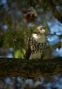 Low angle view of eagle perching on branch